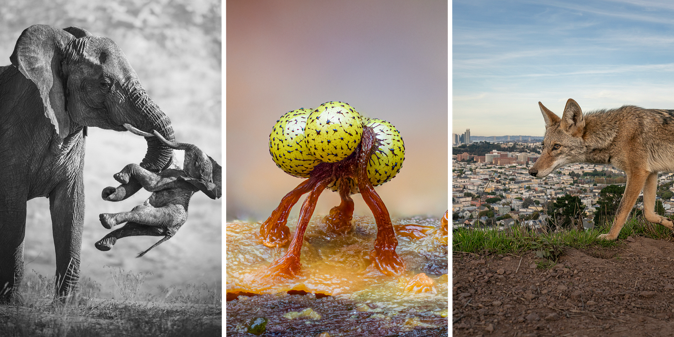 ”The aftermath”, ”Secret worlds” och ”Wily coyotes of San Francisco” är alla vinnare i tävligens olika kategorier.