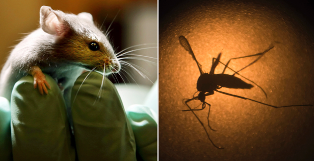 Arkivbild på en mus/en mygga som bär Zikaviruset undersöks. TT