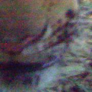 En nyfiken tiger i djungeln i Thailand år 2016.