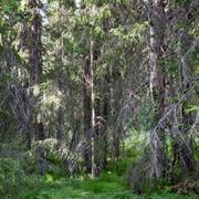 Granskog i Västerbotten. Arkivbild.