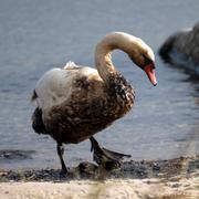 En svan som fått tjockolja på sig vid strandkanten utanför Krokås hamn.