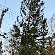 Nedblåsta träd över elledningar utanför Söderhamn orsakade strömavbrott i mellandagarna.