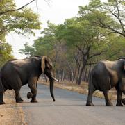 Elefanter korsar vägen i nationalparken Hwange, Zimbabwe.  