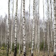 I Falköping där Sveriges enda tidigare urangruva låg är motståndet mot uranbrytning massivt.