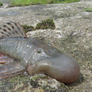 Den ovanliga fisken med klumpformat huvud.