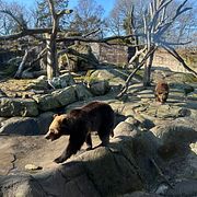 De nyvakna björnarna på Skansen. 