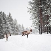 Renar utanför Laver i Norrbottens län.