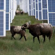 Får betar bland solpanelerna i Qinghai.