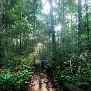 Amazonas. Illustrationsbild.