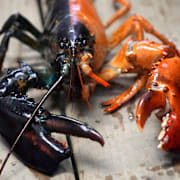 En tvåfärgad hummer. Moltbook använder en hummer som symbol. Namnet kommer av att humrar ömsar skal – molting på engelska. 