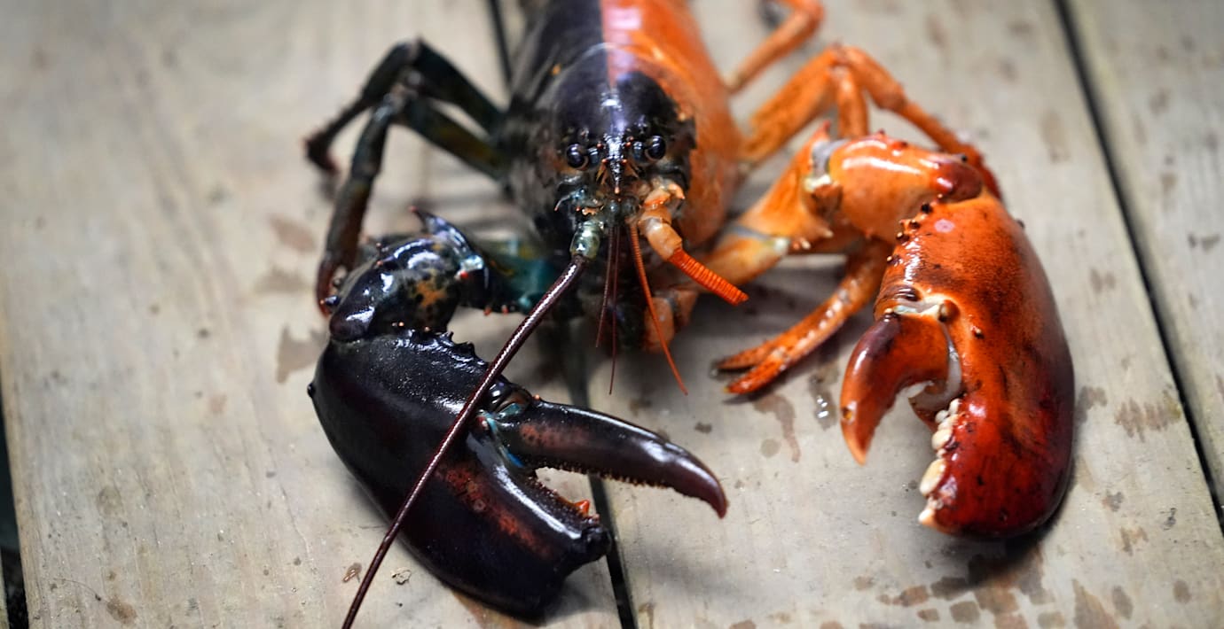 En tvåfärgad hummer. Moltbook använder en hummer som symbol. Namnet kommer av att humrar ömsar skal – molting på engelska. 
