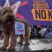 En hund med texten ”hundar mot Trump” under en protest mot presidenten i USA förra året.