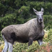 Ulf Kristersson och Amanda Lind/Illustrationsbild.