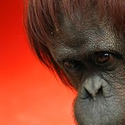 Orangutangen Sandra som ska få ett nytt hem i USA.