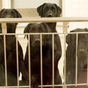 Djurförsöken på labradorer vid Göteborgs universitet väckte ilska. 