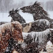 Arkivbilder på hästar och sopor i snö.