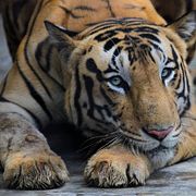 I Nepal har antalet tigrar ökat från 121 till 429 sedan 2009, enligt landets senaste inventering. WWF pekar på skyddade områden och minskad tjuvjakt.