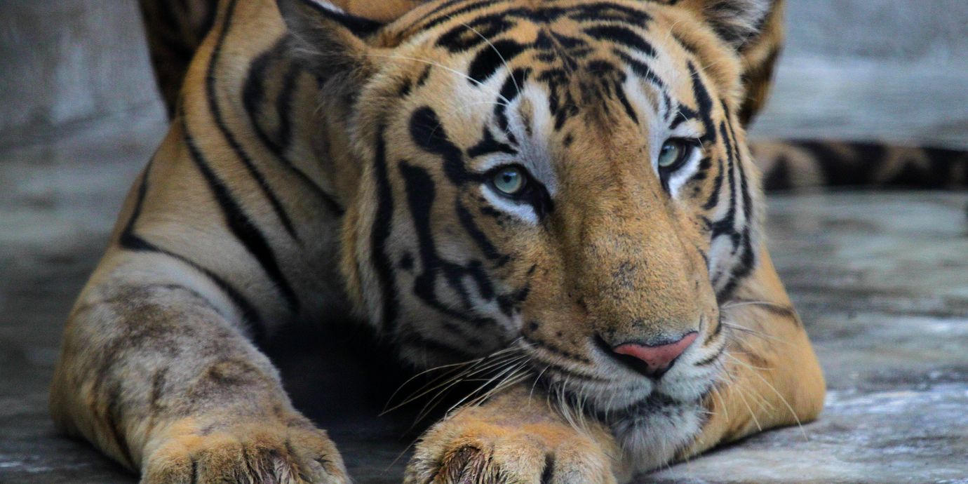 I Nepal har antalet tigrar ökat från 121 till 429 sedan 2009, enligt landets senaste inventering. WWF pekar på skyddade områden och minskad tjuvjakt.