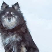 Anne-Christina Ström och lapphunden Saiva. 