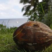 Arkivbild: Ön Niue i Stilla havet.