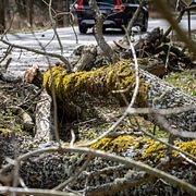 Stormen Dave fällde omkring två miljoner kubikmeter skog.