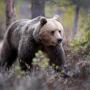Björn fotograferad i Hälsingland 2022.