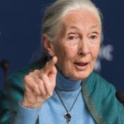 Jane Goodall.