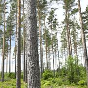 Brukad skog utanför Knivsta i Uppland.