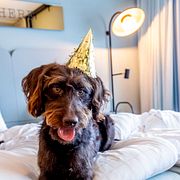 Hundar som tar igen sig i sängen. Illustrationsbild.