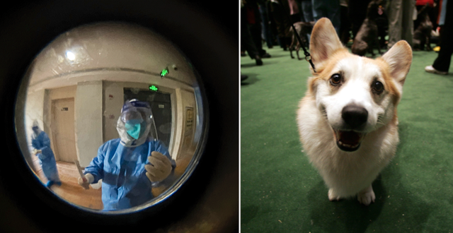 Hälsoarbetare fotograferade genom ett titthål / Hund av rasen welsh corgi. TT