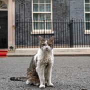 Larry the cat, vid 10 Downing Street i London 3 september.