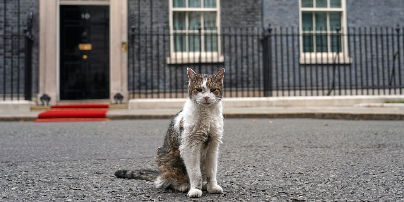 Larry the cat, vid 10 Downing Street i London 3 september.