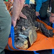 Alligatorn Albert när den omhändertogs.