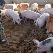 Arkivbild från en kinesisk grisfarm 2014 – redan då var kinesiska gårdar drabbade av den dödliga sjukdomen.