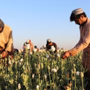 Afghanska bönder skördar opiumvallmo.