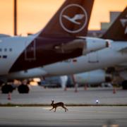 En hare vid den lågaktiva flygplatsen i Frankfurt.