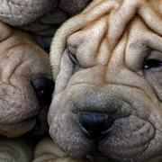 Hundvalpar av rasen shar pei.