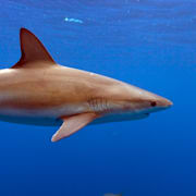 Tjurhaj. Illustrationsbild.