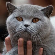 Kattlådorna vid smuggelbeslaget/en katt av rasen Russian blue.