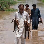 En man bär två små getter genom det översvämmade landskapet utanför Lahore i Pakistan på måndagen.