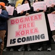 Djurrättsaktivister i Sydkorea efter den nya lagen godkänts. 