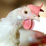 Uppemot 1 500 höns orsakade störningar i trafiken i natt.