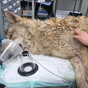 Vargen Neukgu hittades vid en motorväg och syntes på övervakningskameror innan tillfångatagandet.