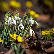 Snödroppar och vintergäck i Lundegård i Lund.