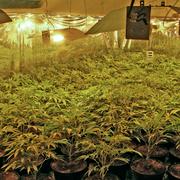 Polisens bild från cannabisodlingen som avslöjades i Ljusnarsberg 2009.