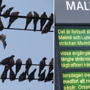 Fåglar misstänks ligga bakom tågkaoset.