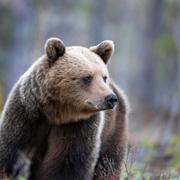 Björn fotograferade i Hälsingland.