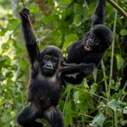 Arkivbild, gorillor i Uganda. 