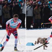 Johannes Høsflot Klæbo jagades av en hund i världscuptävlingarna i Quebec.