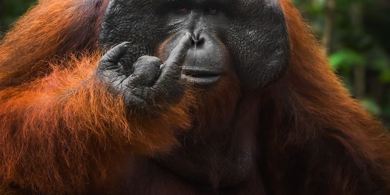 En minst sagt sur orangutang